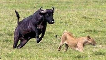 水牛配方爆料视频播放,爆款视频背后的播放奇迹